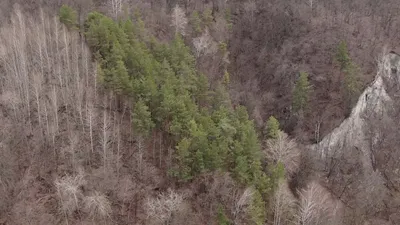 Сосна крымская (Pinus nigra subsp. nigra) - PictureThis