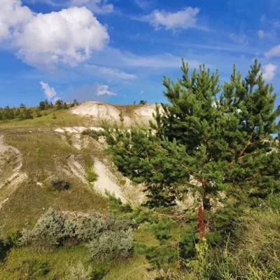 Pinus sylvestris - Image of an specimen - Plantarium