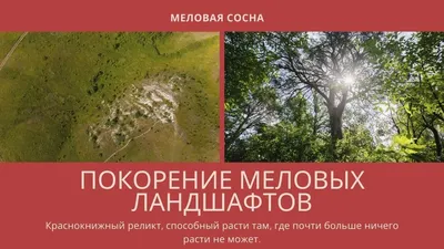 окаменелая шишка (Sequoia sp.) - Верхне-меловая флора Германии (Ахен),  шишки/плоды/листья