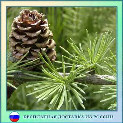 Сосна малинки - фото и картинки: 55 штук
