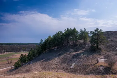 Сосна обыкновенная (Pinus sylvestris) - PictureThis