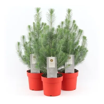 Pinus sylvestris - Изображение особи - Плантариум | Растения, Карта,  Координаты