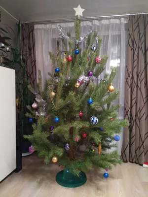 Новогодняя сосна - Доставка елки Москва