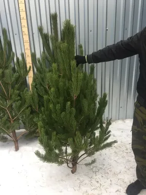 Сосна живая Новогодняя срезанная - «❤ Елочка, елка лесной аромат... Очень  мне нужен красивый наряд.❤ Расскажу о плюсах и минусах настоящей елки, и  покажу как я ее наряжаю. + много фото. ❤