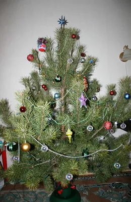 Ель, сосна или пихта: как выбрать дерево на Новый год (ИНСТРУКЦИЯ) —  Новости Хабаровска
