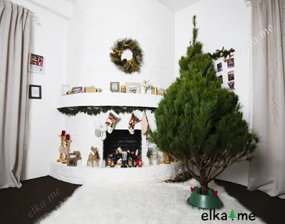 Выбор настоящего новогоднего дерева | Пикабу
