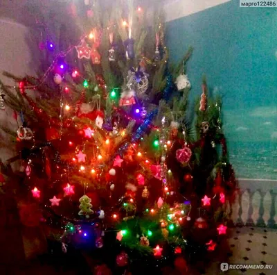 Настоящая елка (сосна) на Новый год!!!: 8 000 тг. - Сад / огород Алматы на  Olx