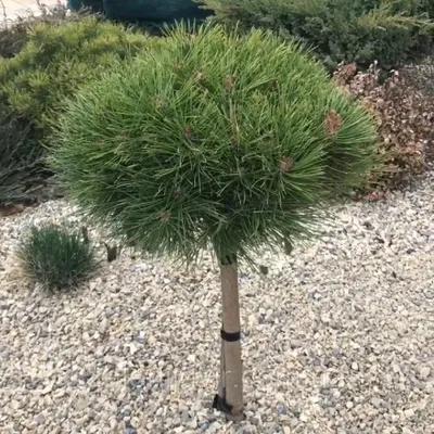 Сосна горная Офир на штамбе (Pinus mugo Ophir) PA | Питомник растений Сосны