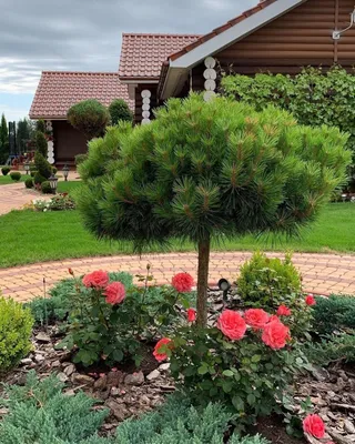 Сосна черная Сильвестрис На Штамбе 🌲 по выгодной цене в Москве - купить  Sylvestris На Штамбе в питомнике «Зеленый Рай»