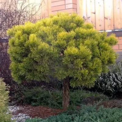 Сосна горная Литомышл на штамбе Pinus mugo Litomyśl | Питомник Тайга