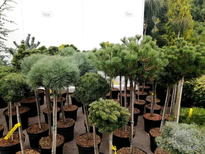 Сосна горная Бенжамин на штамбе (Pinus mugo Benjamin) PA | Питомник  растений Сосны