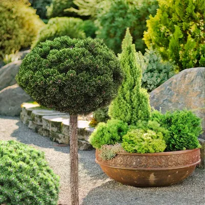 Сосна горная Саншайн на штамбе Pinus mugo Sunshine | Питомник Тайга
