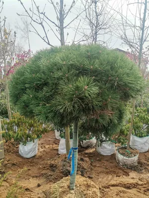 Сосна гірська Wintergold на штамбі / Сосна горная Вінтерголд на штамбе/  Pinus mugo Winter Gold Stamb (ID#1332200348), цена: 1190 ₴, купить на  Prom.ua