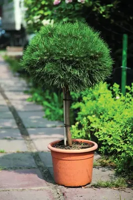 Сосна горная Офир на штамбе Pinus mugo Ophir | Питомник Тайга