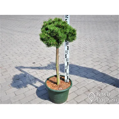 Сосна черная Глобоза. (Pinus nigra Globosa) ШТАМБ купить в  интернет-магазине ЦВІТСАД с доставкой по Украине