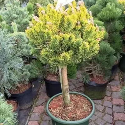 Сосна обыкновенная Ватерери (Pinus sylvestris Watereri) штамб h65 С30L –  Ваш сад