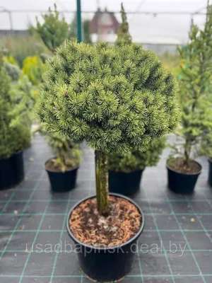 Сосна горная Винтер Голд на штамбе (Pinus mugo Winter Gold) PA | Питомник  растений Сосны