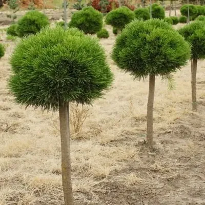 Сосна гельдрейха Шмидти на штамбе / h 75-85 / Pinus Smidtii: продажа, цена  в Украине. саженцы декоративных деревьев и кустарников от \"БалСад\" -  1646760937
