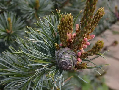 https://landshaft.info/ru/sosna-landshaft/3105-pinus-parviflora-negishi