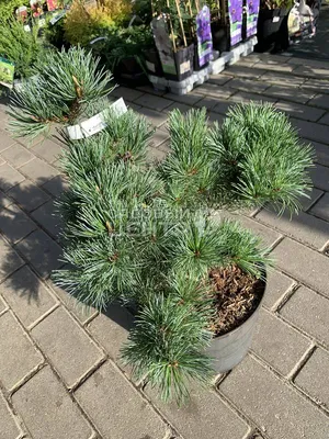 Сосна «Парвифлора Негиши» (с3, 25-30см) – Gardenays