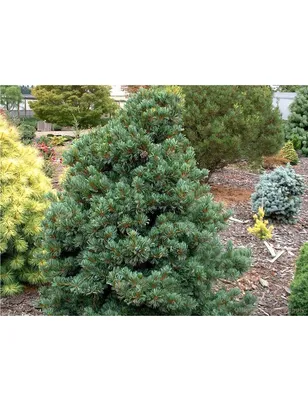 Green Optima - Питомник растений
