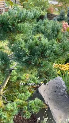 Сосна японская Негиши pinus Negishi (ID#1030353710), цена: 3200 ₴, купить  на Prom.ua