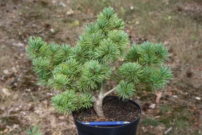 Сосна мелкоцветковая Негиши 90/100 Pinus parviflora Negishi 25л (Н) — цена  в LETTO