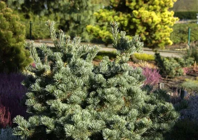 Сосна мелкоцветковая Негиши (Pinus parviflora Negishi) | Питомник растений  Сосны