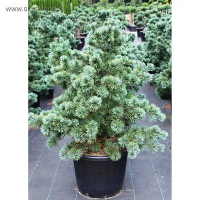 Сосна мелкоцветковая Негиши 90/100 Pinus parviflora Negishi 25л (Н) — цена  в LETTO