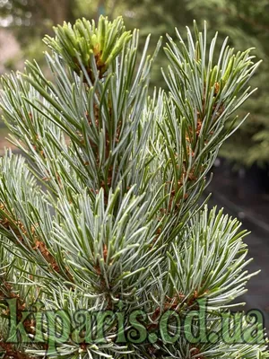 Сосна японская Негиши pinus Negishi (ID#1030353710), цена: 3200 ₴, купить  на Prom.ua