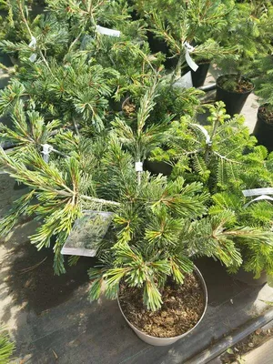 Сосна мелкоцветковая Негиши 90/100 Pinus parviflora Negishi 25л (Н) — цена  в LETTO