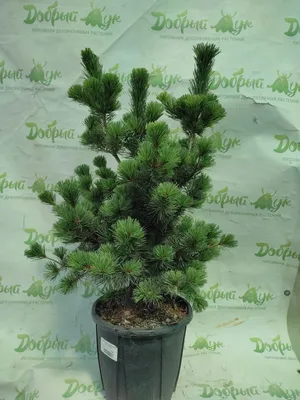 Сосна парвифлора Негиши с доставкой! 🌱 [Р816523]