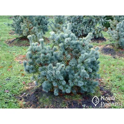 Купить Сосна Парвифлора Негиши Pinus parviflora Negishi 23/25-30/ в  питомнике в Москве. Интернет-магазин саженцев Садовый центр № 1