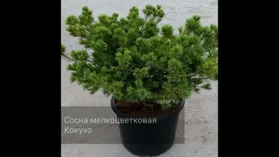 белая сосна негиши стоковое изображение. изображение насчитывающей конус -  231985221