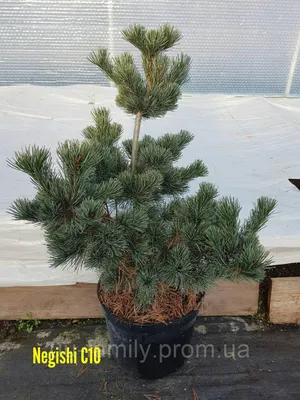 Сосна мелкоцветковая Негиши (Pinus parviflora Negishi)