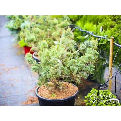 Хотите бонсай в своем саду? Это просто!!! 🔥Pinus parviflora Negishi Сосна  мелкоцветковая японская Негиши ✂️Эта голубая сосна сама, без… | Instagram