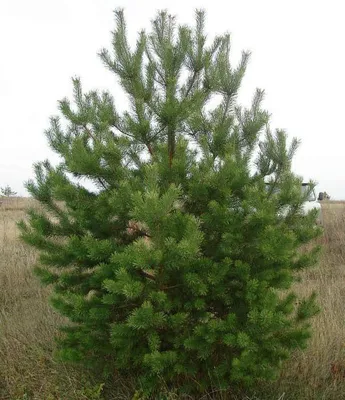 Сосна обыкновенная (Pinus silvestris)