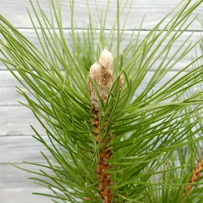 Сосна обыкновенная (Pinus sylvestris L.)