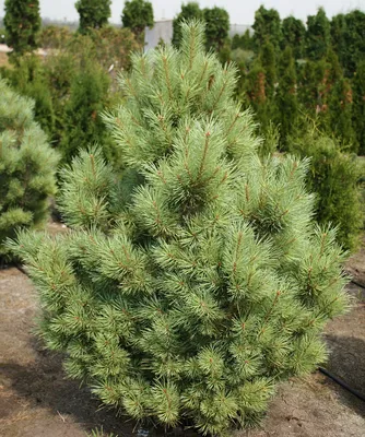Как цветет сосна обыкновенная (Pinus sylvestris) - Природа Республики  Мордовия