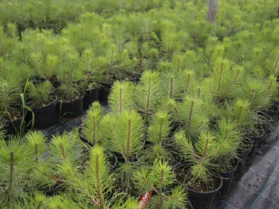 Саженцы, сосна обыкновенная (Pinus sylvestris), 10-15 см. купить с  доставкой по России, в Москву и СПб