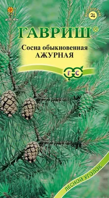 Сосна обыкновенная Ватерери