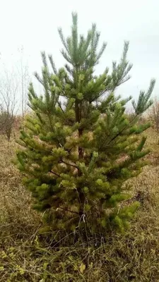 Купить семена Сосна Обыкновенная по почте 🌲