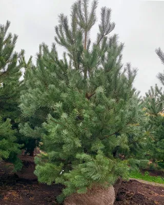 Сосна обыкновенная Глаука формированная с доставкой! 🌱 [С106089]
