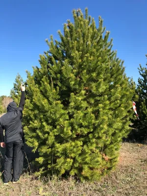 Pinus sylvestris - Сосна обыкновенная - хвойное дерево