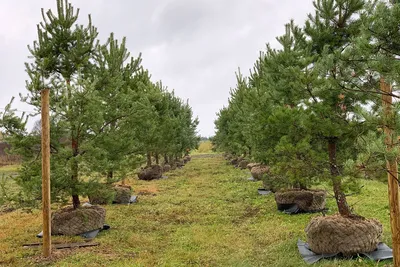 Саженцы Сосна обыкновенная 'Pinus sylvestris' из питомника растений  Гринстрана купить по цене от 1500 рублей | Описание, фото, доставка,  консультация — Гринстрана.ру
