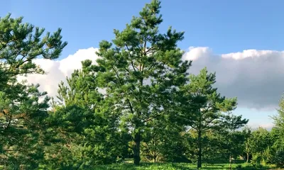 Саженцы, сосна обыкновенная (Pinus sylvestris), Стандарт, 180-220 см.  купить с доставкой по России, в Москву и СПб