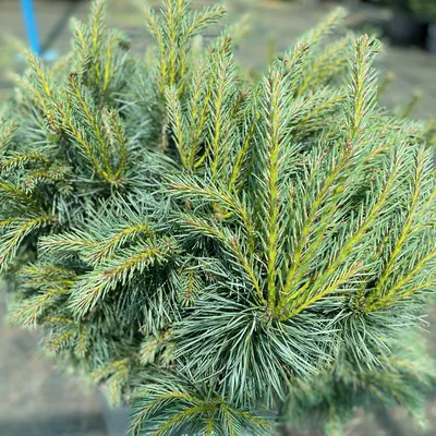 Сосна обыкновенная - Pinus sylvestris с доставкой по СПб и Ленобл