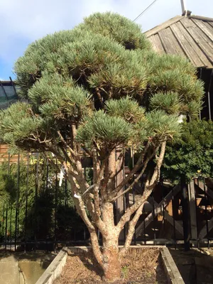 Крупномеры Сосна обыкновенная «ВАТЕРЕРИ» PINUS SYLVESTRIS WATERERI |  Питомник Тайга
