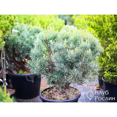 Купить Сосна обыкновенная \"Ватерери\" (Pinus sylvestris 'Watereri') от 8 999  руб. в интернет-магазине Архиленд с доставкой почтой по Москве и в регионы