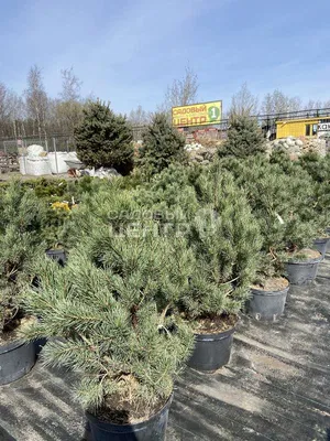 Сосна звичайна Watereri 3річна, Сосна обыкновенная Ватерери, Pinus  sylvestris Watereri: продажа, цена в Калуше. Саженцы декоративных деревьев  и кустарников от \"РАЙський Куточок - Виробництво і продаж декоративних  рослин в контейнерах з гарантією